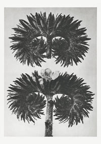 Karl Blossfeldt Plant Photogravure Nr 72 – Kunstdruck Schwarz-Weiß — Ansicht 1