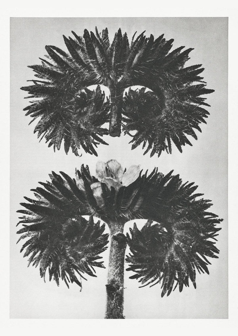 Karl Blossfeldt Plant Photogravure Nr 72 – Kunstdruck Schwarz-Weiß — Patroa Studio
