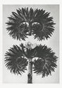 Karl Blossfeldt Plant Photogravure Nr 72 – Kunstdruck Schwarz-Weiß