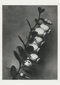 Karl Blossfeldt Plant Photogravure No. 73 – Art Print Photogravure — Ansicht 1