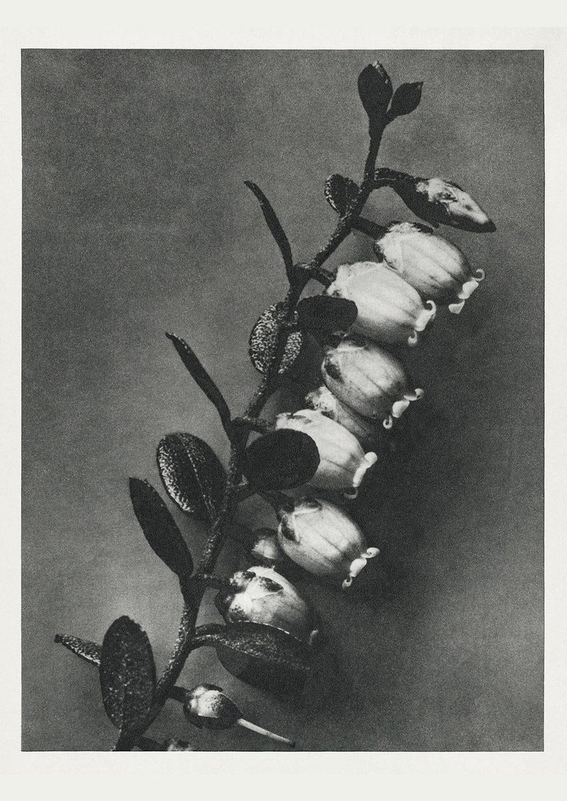 Karl Blossfeldt Plant Photogravure No. 73 – Art Print Photogravure — Patroa Studio