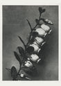 Karl Blossfeldt Plant Photogravure No. 73 – Art Print Photogravure