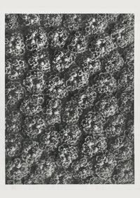 Karl Blossfeldt Plant Photogravure No. 74 - Art Print Berlin — Ansicht 1