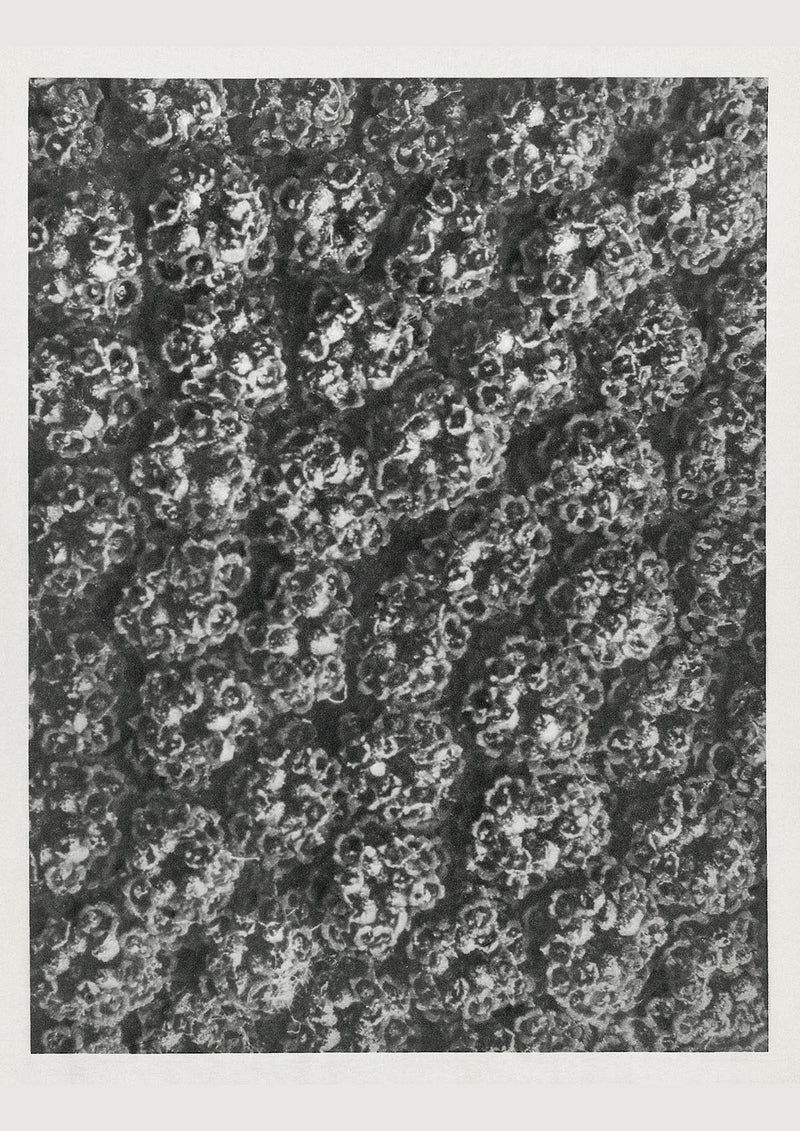 Karl Blossfeldt Plant Photogravure No. 74 - Art Print Berlin — Patroa Studio