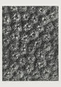 Karl Blossfeldt Plant Photogravure No. 74 - Art Print Berlin