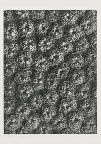 Karl Blossfeldt Plant Photogravure No. 74 - Art Print Berlin — Ansicht 1