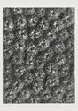 Karl Blossfeldt Plant Photogravure No. 74 - Art Print Berlin