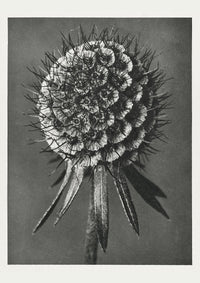 Karl Blossfeldt Plant Photogravure Nr 75 – Schwarzweißer Kunstdruck — Ansicht 1