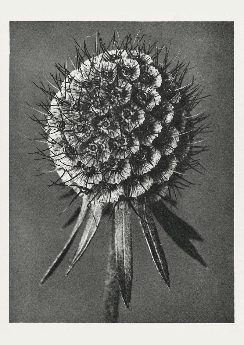 Karl Blossfeldt Plant Photogravure Nr 75 – Schwarzweißer Kunstdruck — Patroa Studio