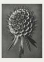 Karl Blossfeldt Plant Photogravure Nr 75 – Schwarzweißer Kunstdruck