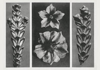 Karl Blossfeldt Plant Photogravure Nr 76 – Kunstdruck Photogravur — Ansicht 1