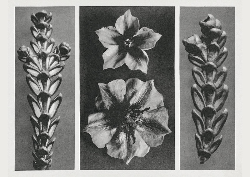 Karl Blossfeldt Plant Photogravure Nr 76 – Kunstdruck Photogravur — Patroa Studio