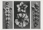 Karl Blossfeldt Plant Photogravure Nr 76 – Kunstdruck Photogravur