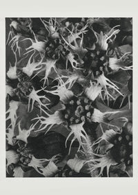 Karl Blossfeldt Plant Photogravure Nr 77 – Kunstdruck Blattstruktur — Ansicht 1