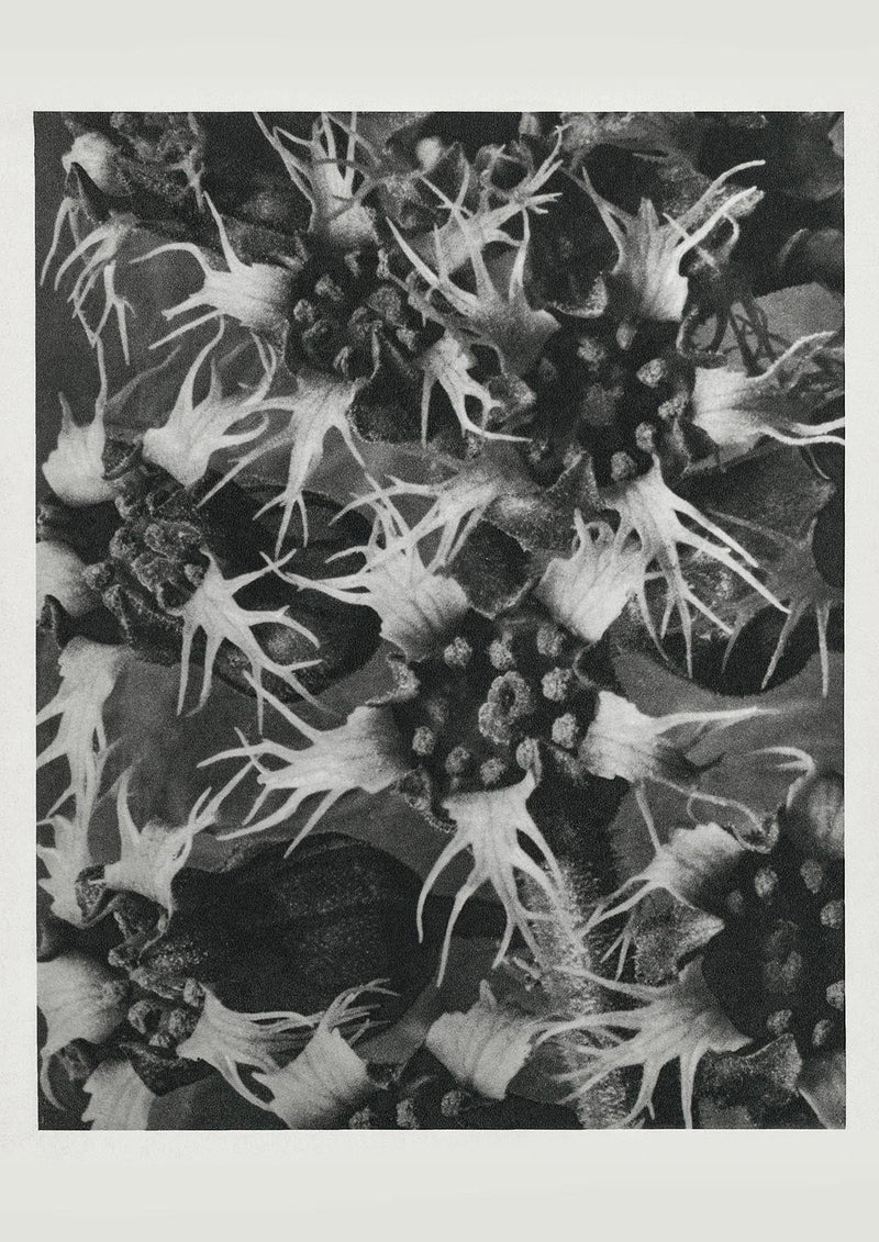 Karl Blossfeldt Plant Photogravure Nr 77 – Kunstdruck Blattstruktur — Patroa Studio