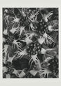 Karl Blossfeldt Plant Photogravure Nr 77 – Kunstdruck Blattstruktur