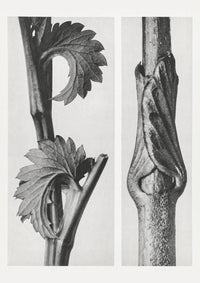 Karl Blossfeldt Plant Photogravure No 78 – Botanical Art Print — Ansicht 1