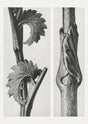 Karl Blossfeldt Plant Photogravure No 78 – Botanical Art Print