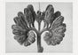 Karl Blossfeldt Plant Photogravure No. 79 – Art Print Photogravure