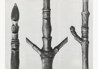 Karl Blossfeldt Plant Photogravure No. 81 – Fine Art Print Photogravure — Ansicht 1