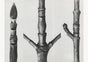 Karl Blossfeldt Plant Photogravure No. 81 – Fine Art Print Photogravure
