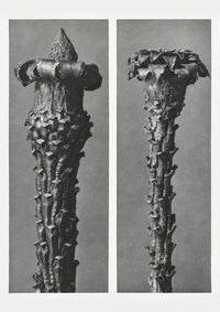 Karl Blossfeldt Plant Photogravure No. 86 – Black and White Art Print — Ansicht 1