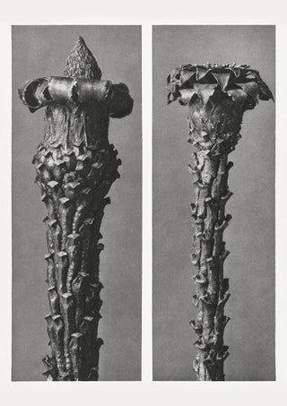 Karl Blossfeldt Plant Photogravure Nr 86
