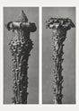 Karl Blossfeldt Plant Photogravure No. 86 – Black and White Art Print