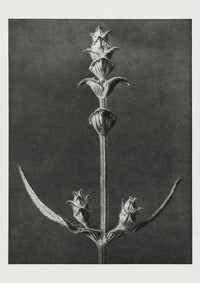 Karl Blossfeldt Plant Photogravure Nr 87 – Kunstdruck — Ansicht 1
