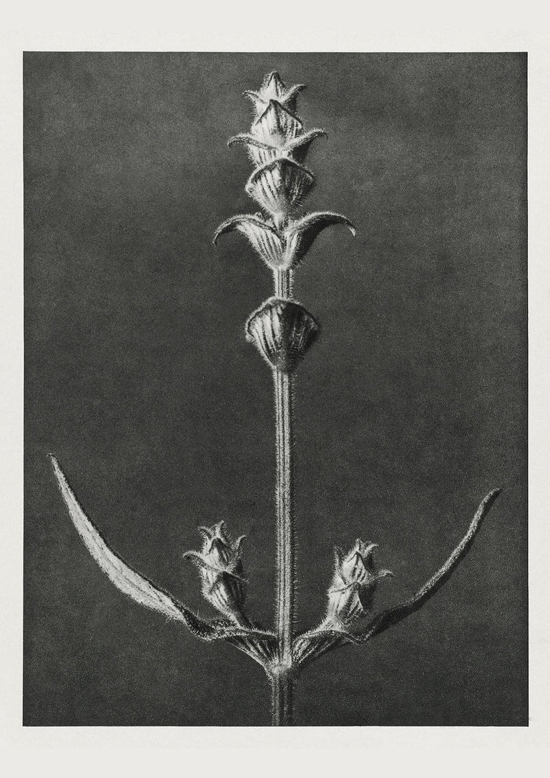 Karl Blossfeldt Plant Photogravure Nr 87 – Kunstdruck — Patroa Studio