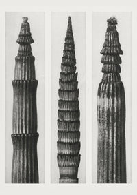 Karl Blossfeldt Plant Photogravure No. 91 – Art Print — Ansicht 1