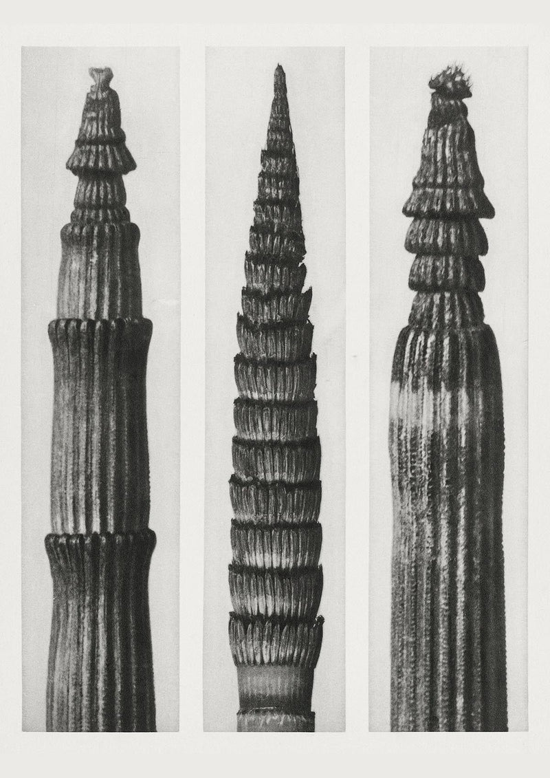 Karl Blossfeldt Plant Photogravure No. 91 – Art Print — Patroa Studio
