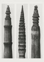 Karl Blossfeldt Plant Photogravure No. 91 – Art Print