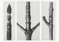Karl Blossfeldt Plant Photogravure No. 95 – Art Print — Ansicht 1