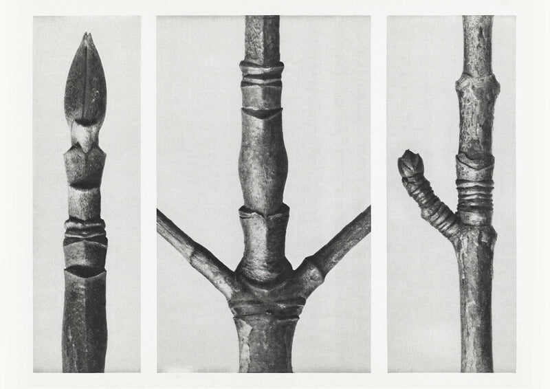 Karl Blossfeldt Plant Photogravure No. 95 – Art Print — Patroa Studio