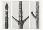 Karl Blossfeldt Plant Photogravure No. 95 – Art Print