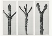 Karl Blossfeldt Plant Photogravure Nr 96 – Kunstdruck — Ansicht 1