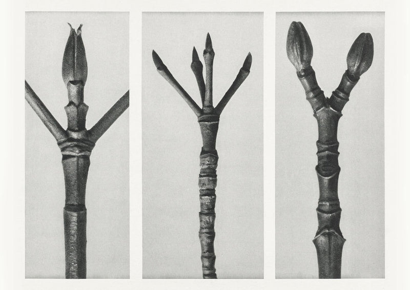 Karl Blossfeldt Plant Photogravure Nr 96 – Kunstdruck — Patroa Studio