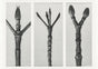 Karl Blossfeldt Plant Photogravure Nr 96 – Kunstdruck