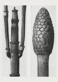Karl Blossfeldt Plant Photogravure No. 98 – Art Print Berlin — Ansicht 1
