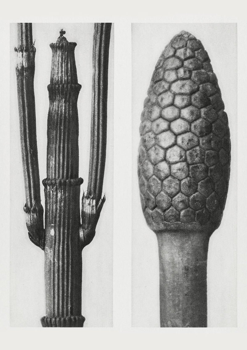 Karl Blossfeldt Plant Photogravure No. 98 – Art Print Berlin — Patroa Studio