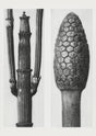 Karl Blossfeldt Plant Photogravure No. 98 – Art Print Berlin