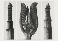 Karl Blossfeldt Plant Photogravure Nr 99 – Kunstdruck Berlin — Ansicht 1