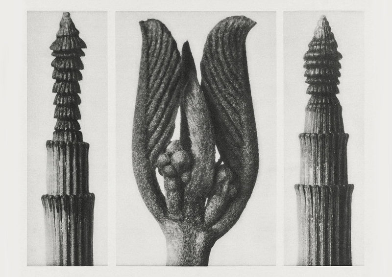 Karl Blossfeldt Plant Photogravure Nr 99 – Kunstdruck Berlin — Patroa Studio