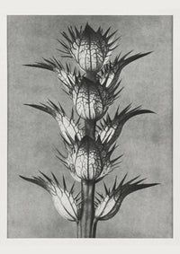 Karl Blossfeldt Plant Photogravure Nr 101 – Kunstdruck — Ansicht 1