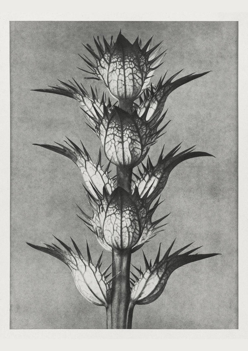 Karl Blossfeldt Plant Photogravure Nr 101 – Kunstdruck — Patroa Studio