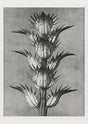 Karl Blossfeldt Plant Photogravure Nr 101 – Kunstdruck