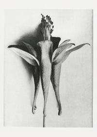 Karl Blossfeldt Plant Photogravure Nr 102 – Kunstdruck Schwarzweiß — Ansicht 1