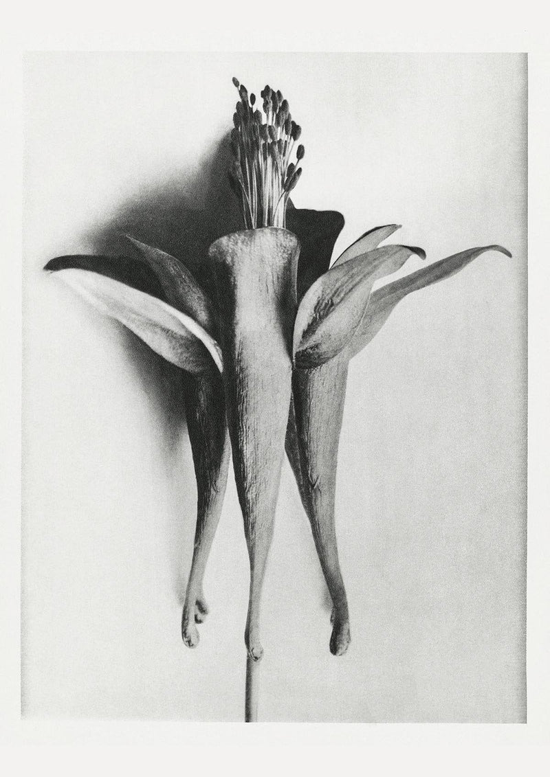 Karl Blossfeldt Plant Photogravure Nr 102 – Kunstdruck Schwarzweiß — Patroa Studio