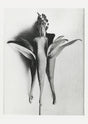 Karl Blossfeldt Plant Photogravure Nr 102 – Kunstdruck Schwarzweiß